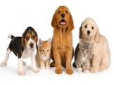 Pet Accessories | www.doggyfriend.com