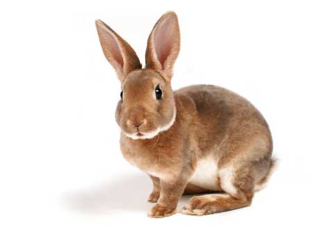 Rabbit Care