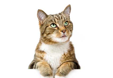 Cat Care