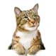 Cat Care