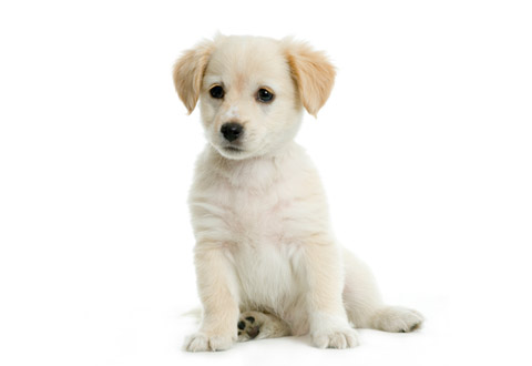 Dog Care