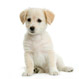 Dog Care
