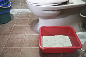Cat litter beside toilet bowl