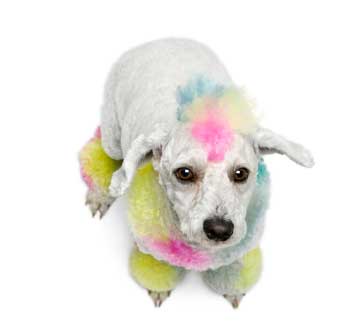 Coloured poodle