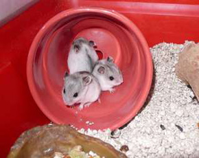 Environment for Hamsters