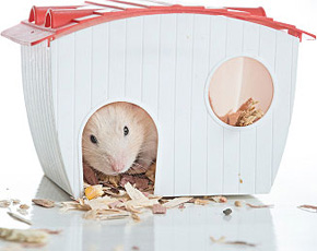 Housing for Hamsters