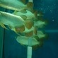 Aquarium | DreamFish Incorporated Singapore Pte Ltd