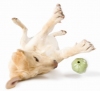 Pet Accessories