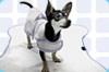 Pet Accessories