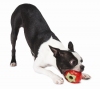 Pet Accessories