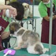 Pet Groomer | DogCare Int'l Grooming Academy & Salon