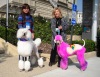 Pet Groomer