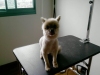 Pet Groomer