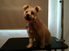 Pet Groomer