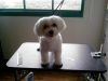 Pet Groomer