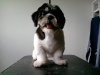 Pet Groomer