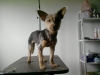 Pet Groomer