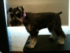 Pet Groomer
