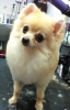Pet Groomer