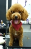 Pet Groomer