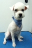 Pet Groomer