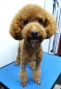 Pet Groomer