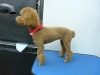 Pet Groomer