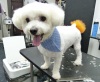 Pet Groomer