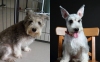 Pet Groomer