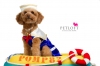 Pet Groomer