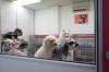 Pet Groomer