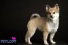 Pet Groomer