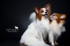 Pet Groomer