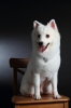 Pet Groomer