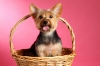 Pet Groomer