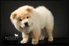 Pet Groomer