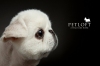 Pet Groomer