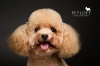 Pet Groomer