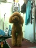 Pet Groomer