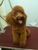 Pet Groomer