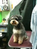 Pet Groomer