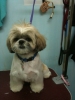 Pet Groomer