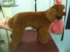 Pet Groomer