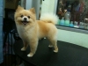 Pet Groomer