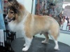 Pet Groomer