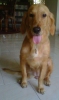 Pet Hotel