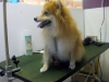 Pet Hotel