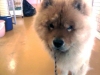 Pet Hotel