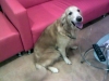Pet Hotel