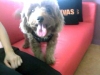 Pet Hotel